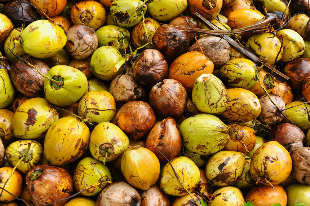 Palm Oil